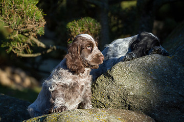 Image showing English Cocker Spaniel puppy