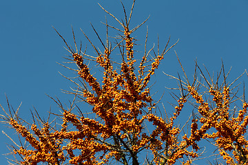 Image showing Sea buckthorn tree