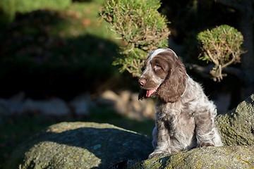 Image showing English Cocker Spaniel puppy