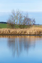 Image showing reeds at the pond