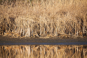 Image showing reeds at the pond