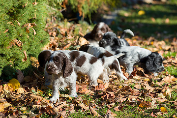 Image showing English Cocker Spaniel puppy