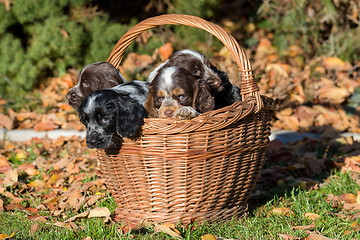 Image showing English Cocker Spaniel puppy in basket