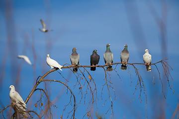 Image showing pigeons sitting on the branch