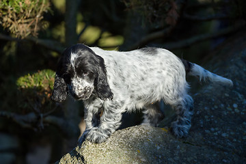 Image showing English Cocker Spaniel puppy