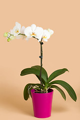 Image showing romantic branch of white orchid on beige background