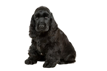 Image showing english cocker spaniel puppy