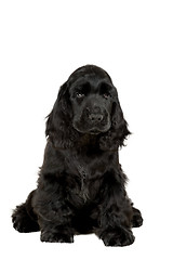 Image showing english cocker spaniel puppy