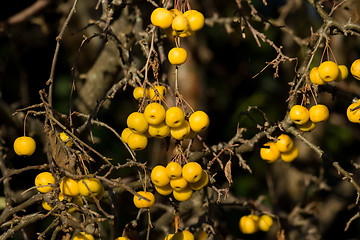 Image showing yellow Crab Apples Golden Hornet