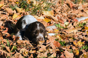 Image showing English Cocker Spaniel puppy