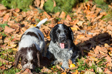 Image showing English Cocker Spaniel puppy