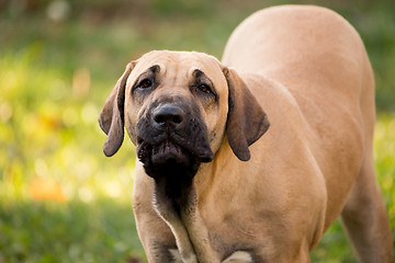 Image showing puppy of Fila Brasileiro (Brazilian Mastiff)