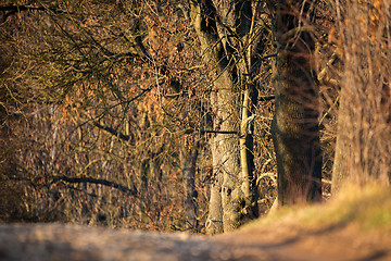 Image showing Vysocina landscape forest