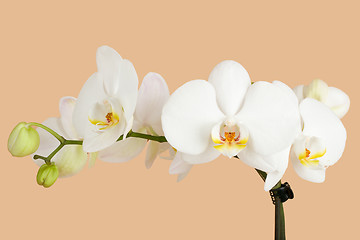 Image showing romantic branch of white orchid on beige background