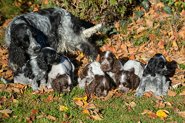 Image showing English Cocker Spaniel puppy