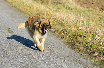 Image showing purebred Leonberger dog outdoors