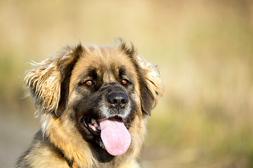 Image showing purebred Leonberger dog outdoors