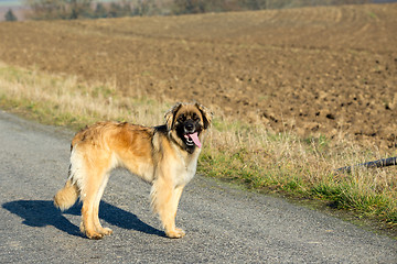 Image showing purebred Leonberger dog outdoors