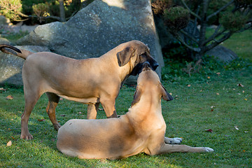 Image showing female of Fila Brasileiro (Brazilian Mastiff)