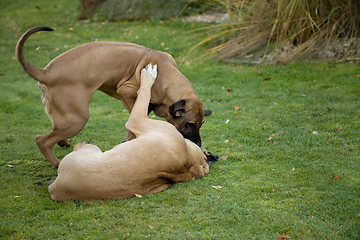 Image showing female of Fila Brasileiro (Brazilian Mastiff)