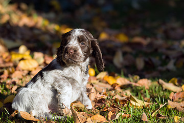 Image showing English Cocker Spaniel puppy