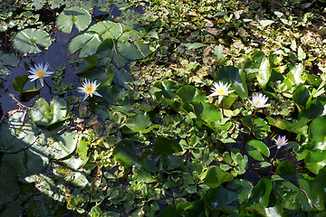 Image showing white water lily