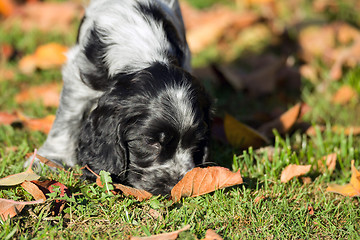 Image showing English Cocker Spaniel puppy