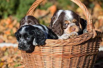 Image showing English Cocker Spaniel puppy in basket