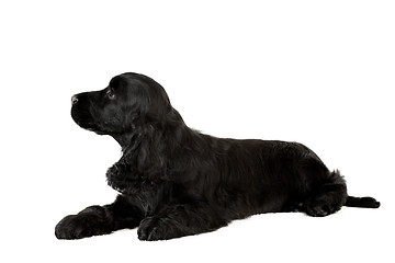 Image showing english cocker spaniel puppy