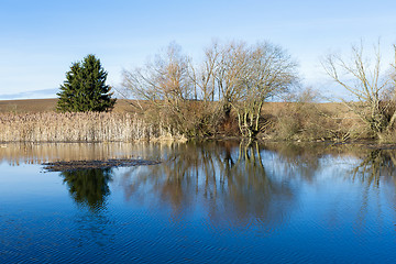 Image showing reeds at the pond