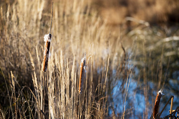 Image showing reeds at the pond