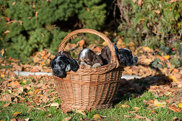 Image showing English Cocker Spaniel puppy in basket