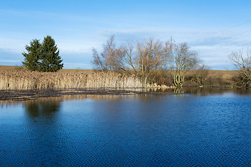 Image showing reeds at the pond