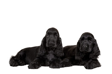 Image showing english cocker spaniel puppy