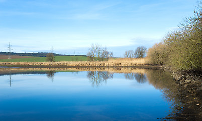 Image showing reeds at the pond