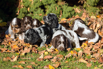 Image showing English Cocker Spaniel puppy