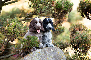 Image showing English Cocker Spaniel puppy