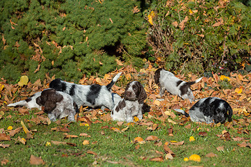 Image showing English Cocker Spaniel puppy