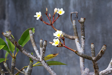 Image showing wild spa flower plumeria