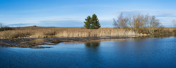 Image showing reeds at the pond