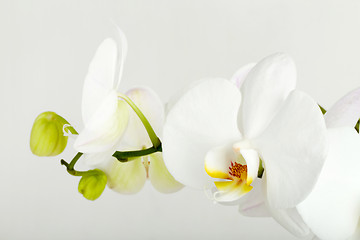 Image showing romantic branch of white orchid