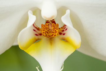 Image showing romantic white orchid