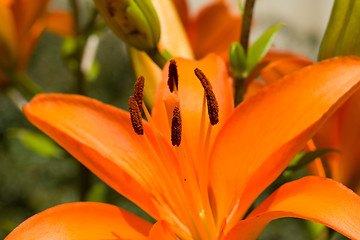 Image showing Detail of flowering orange lily