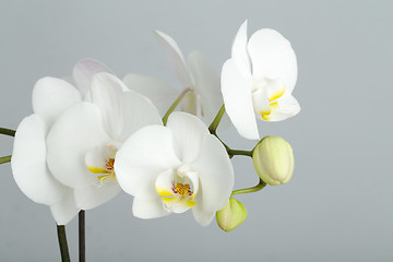 Image showing romantic branch of white orchid