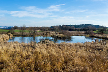 Image showing reeds at the pond
