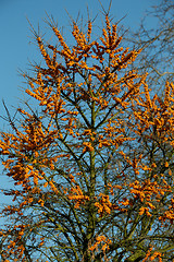 Image showing Sea buckthorn tree