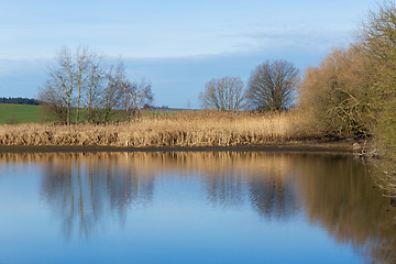 Image showing reeds at the pond