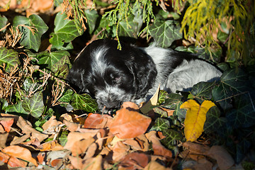 Image showing English Cocker Spaniel puppy