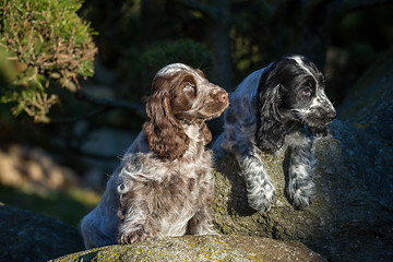 Image showing English Cocker Spaniel puppy