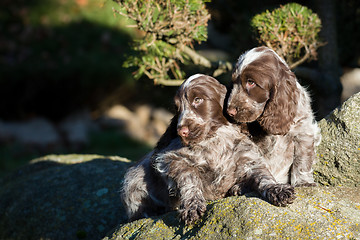 Image showing English Cocker Spaniel puppy